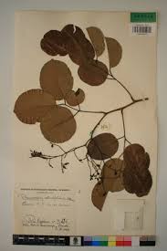 Image result for Pterocarpus rotundifolius