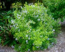 Image result for Rotheca myricoides