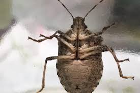 Maybe you would like to learn more about one of these? Destructive Stink Bugs Taking State By Swarm Wsu Insider Washington State University