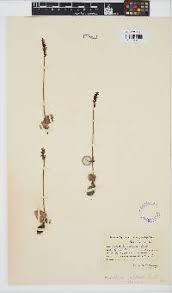 Image result for Holothrix villosa