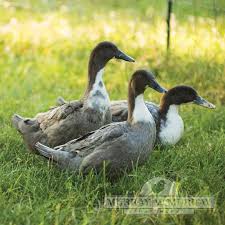 The males are a shade of grey, blue and brown with green heads. Murray Mcmurray Hatchery Blue Swedish Ducks