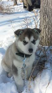 Rocky mountain malamutes is located at the national san juan forest, near the beautiful little town dolores in colorado. Giant Alaskan Malamute At 2 Months Old