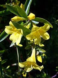 Image result for Gelsemiaceae