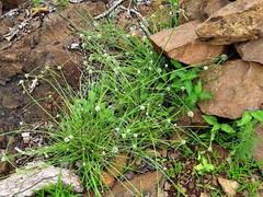 Image result for Cyperus dubius