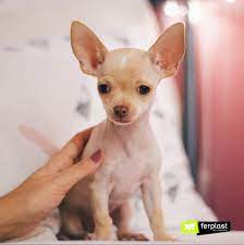 Caracteristicas Da Chihuahua O Mini Cao Love Ferplast