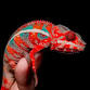 Reptile & Exotic Animal Show in Puyallup