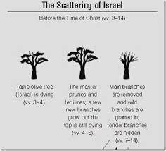 Allegory Of The Olive Tree Young And Tender Branches Scripture Study Lds Book Of Mormon Stories Scripture Study