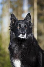 All Black Border Collie Puppy For Sale Border Collie Border Collie Puppies Border Collie Puppy Training Collie Puppies For Sale