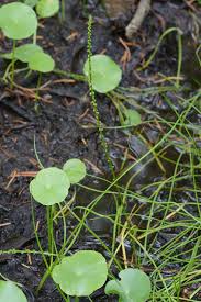 Image result for Triglochin striata