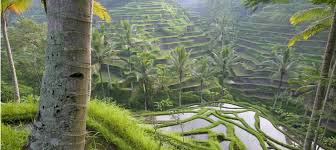 Check spelling or type a new query. Hanging Gardens Of Babylon 7 Wonders