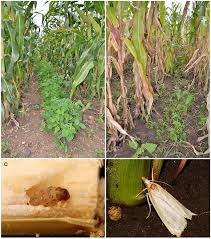 „ do we have the right biodiversity for agriculture? Frontiers More Than Push And Pull Plant Soil Feedbacks Of Maize Companion Cropping Increase Chemical Plant Defenses Against Herbivores Ecology And Evolution