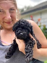 Noodlesthepooch takes a long break