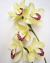 Kate Alarcon On Instagram Paper Cymbidium Orchids These Are A Bit Greener In Person Paperflo Paper Flowers Craft Paper Flowers Diy Paper Flower Tutorial