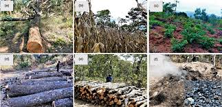 Image result for Uapaca sansibarica