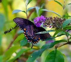 Image result for Buchnera libenii