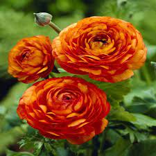 Ranunculus Asiaticus Orange 20 Flower Bulbs Buy Online Order Now Bulb Flowers Persian Buttercup Orange Ranunculus