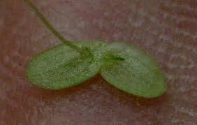 Image result for Lemna aequinoctialis