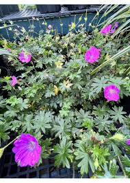 Image result for Geranium sanguineum Max Frei