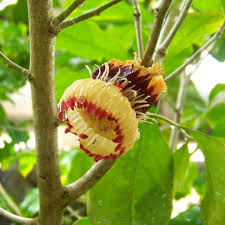 Image result for Napoleonaea