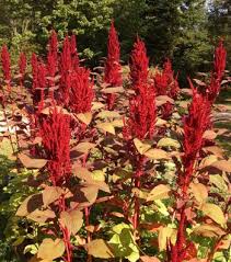 Image result for Amaranthus cruentus