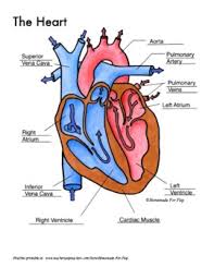 Anatomy coloring book features detailed illustrations of the body's anatomical systems in a spacious page. Heart Anatomy Coloring Worksheets Teaching Resources Tpt