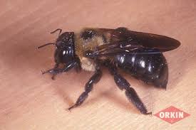 Read on to learn more instead of stinging, they'll use their loud buzz and size to intimidate potential intruders. What Do Carpenter Bees Look Like Carpenter Bee Removal Orkin