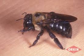 Signs of winter 8 bees ecologist s note. What Do Carpenter Bees Look Like Carpenter Bee Removal Orkin