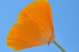 Il viburno lantana però è una pianta completamente differente dalla lantana, a parte l'infiorescenza, costituita anche in questo. Fiori Arancioni Ideali Per Portare Colore Nel Giardino Autunnale