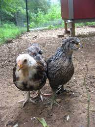 Check spelling or type a new query. The Ameraucanas At 6 1 2 Weeks Old Scratch Cradle