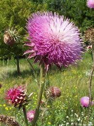 Image result for Carduus nyassanus