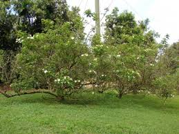 Image result for Mussaenda rivularis
