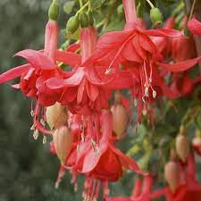 Www Simplyseedsandplants Co Uk Fuchsia Flowers Fuchsia Flower Fuchsia Plant