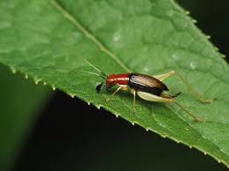 Image result for Tridactyle virginea