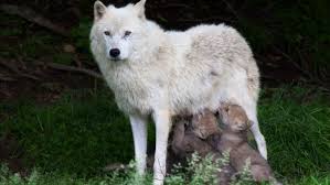 We did not find results for: White Wolf Wallpapers Hd Desktop And Mobile Backgrounds
