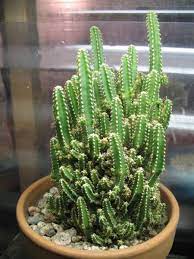 The bunny ears cactus grows to two or three feet, making it the perfect house plant. Cactus Species Chart Danada