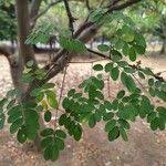 Image result for Erythrostemon