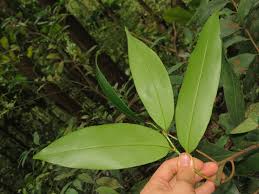 Image result for Brackenridgea