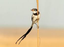 Image result for Alectra rigida