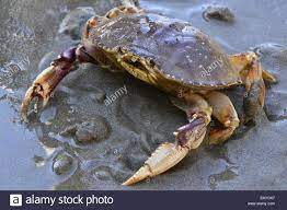 Crab Fishing Crab Dungeness Crab