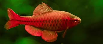 15 Best Tiger Barb Tank Mates Full List Of Tiger Barb