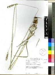 Image result for Setaria nigrirostris