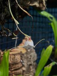 Image result for Polystachya epiphytica
