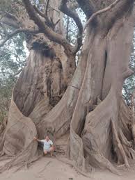 Kapok tree in Abene, Senegal, Africa. The Kapok tree (Ceiba pentandra) is a  majestic, fast-growing giant that can reach up to 200 feet (60 meters) tall.  It is renowned for its immense