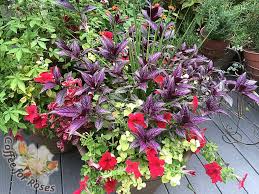 Image result for Strobilanthes