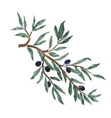 A E S T H E T I C Green Minimalism Lydburg Olive Tree Tattoos Tree Drawing Tree Branch Tattoo