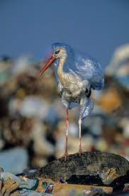 The dead albatross, its stomach bursting with refuse. For Animals Plastic Is Turning The Ocean Into A Minefield