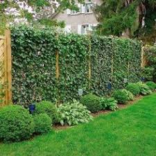 In rural areas, privacy in your yard is often taken for granted. 11 Best Privacy Trees Backyard Ideas Privacy Trees Privacy Landscaping Privacy Plants