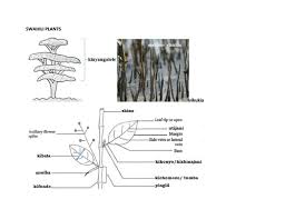 Image result for Cassipourea mollis