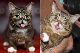 They are best then kept indoors but they are active so does this mean. Lil Bub Cat Dead Instagram Famous Dwarf Feline Dies At 8