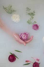 Farm fresh flowers bath collection. Hand Of Caucasian Woman In Milk Bath With Flowers Stock Photo Dissolve